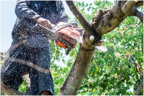 tree services Cowley